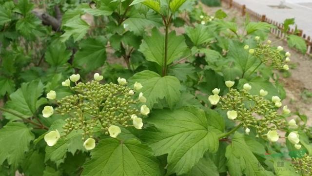 河北天目瓊花 叢生天目瓊花基地 大棵天目瓊花