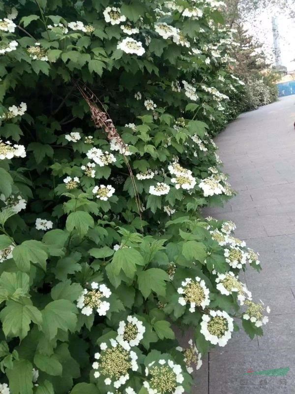 河北天目瓊花 叢生天目瓊花基地 大棵天目瓊花