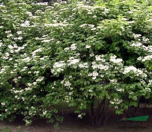 河北花灌木供應(yīng)天目瓊花，太平花、多花胡枝子