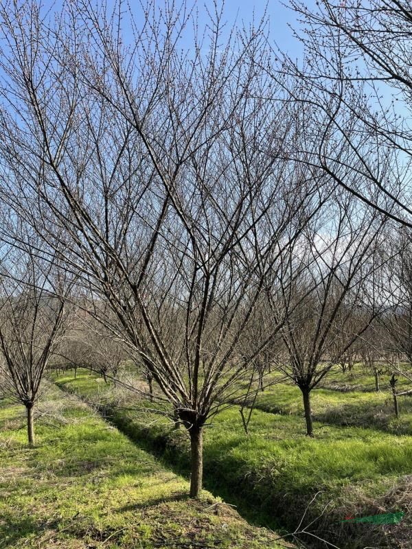 浙江紅梅基地直銷(xiāo)各種規(guī)格大小紅梅 紅梅最新報(bào)價(jià)