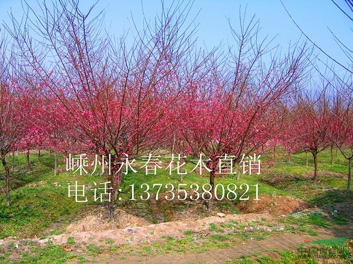 大量提供 3cm-11cm的紅梅，樹形飽滿，價(jià)格優(yōu)惠