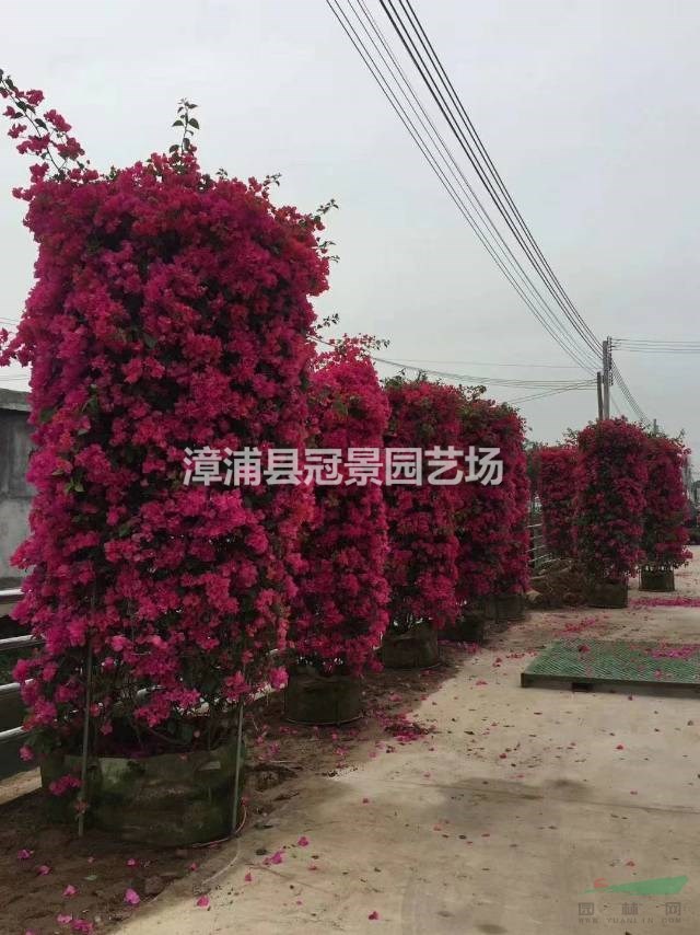 寶巾花 葉子花 南美紫茉莉 葉子梅 紙花 勒杜鵑 三角梅