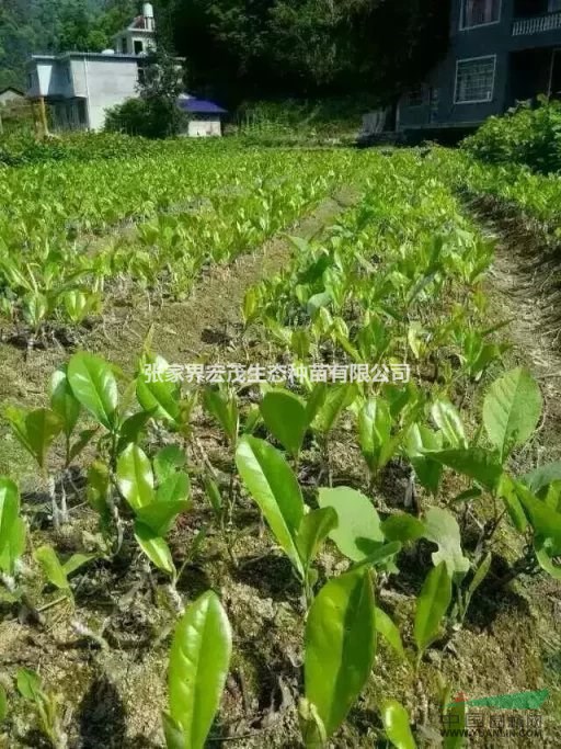 辛夷苗、木筆、山玉蘭、迎春花張家界供應(yīng)