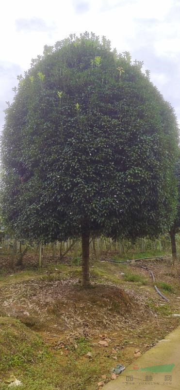 四川桂花樹，高桿桂花樹，八月桂花