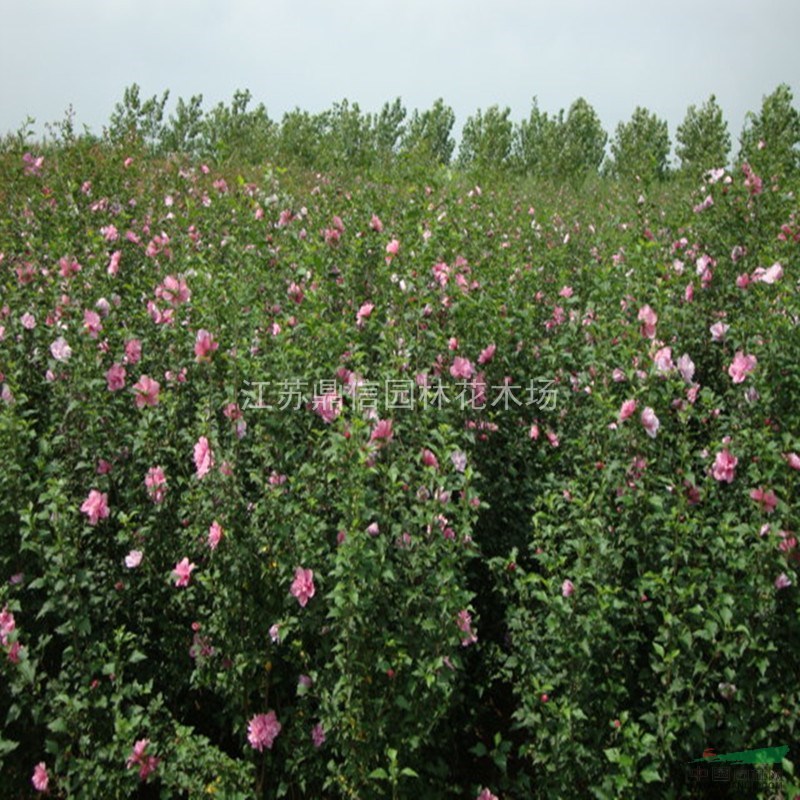 丁香花、木槿苗、迎春、迎夏花、連翹、金葉連翹等綠化苗木 