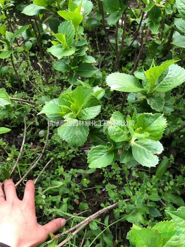 杭州大量供應(yīng)八仙花