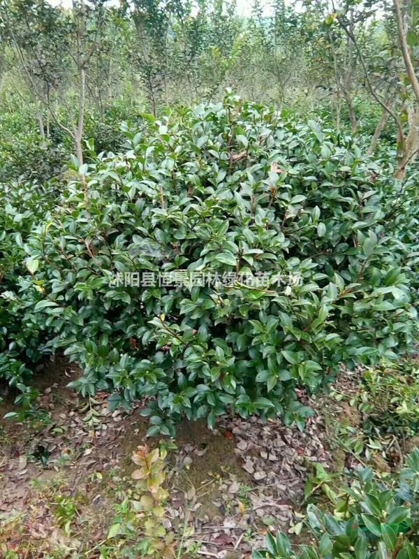 茶梅球 茶梅球價(jià)格/圖片/基地 茶梅球苗圃直銷(xiāo)