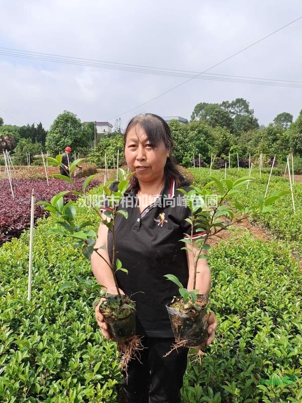 茶梅大杯苗/茶梅杯苗圖片/茶梅杯苗價(jià)格/哪里茶梅杯苗便宜