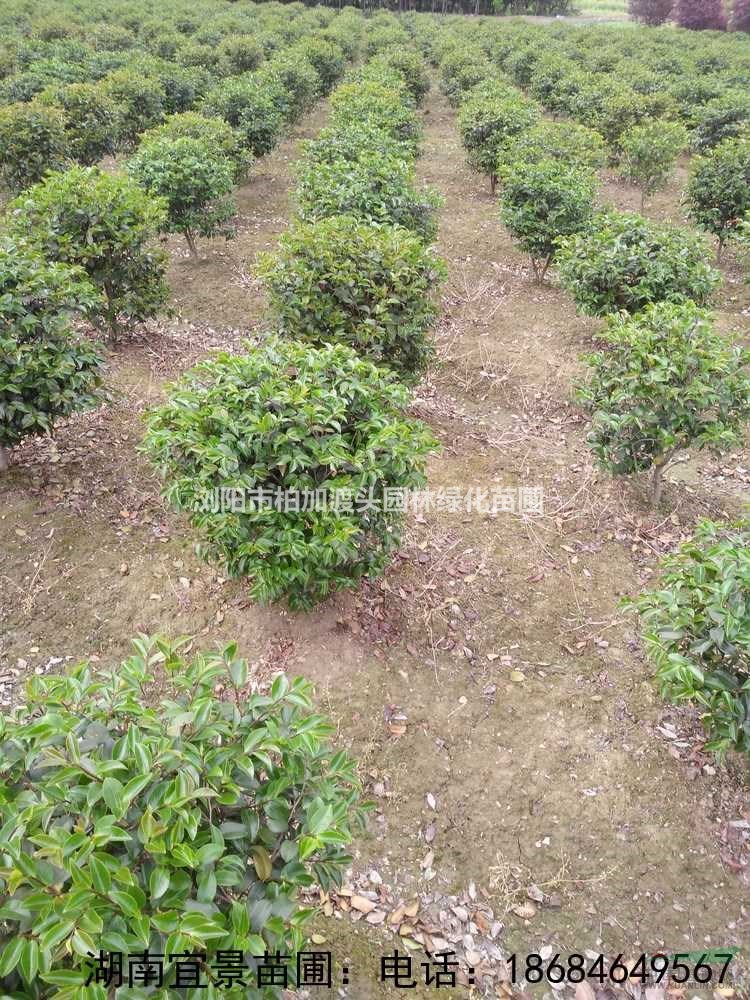 湖南苗木基地批發(fā)精品茶梅球各規(guī)格