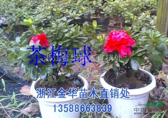 浙江金華苗木直銷處供應(yīng)茶梅（容器苗、工程苗、球、扦插苗）