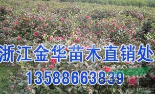 浙江金華苗木直銷處供應(yīng)茶梅（容器苗、工程苗、球、扦插苗）