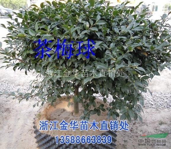 浙江金華苗木直銷處供應(yīng)茶梅（容器苗、工程苗、球、扦插苗）