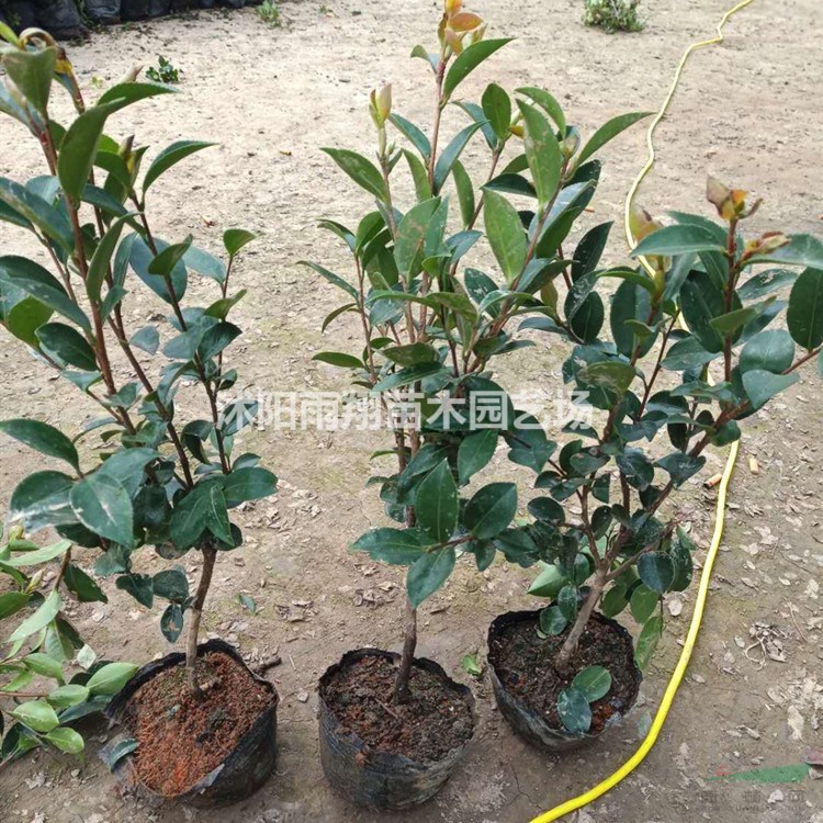 茶梅苗40公分50公分基地茶梅沭陽(yáng)茶梅價(jià)格是多少