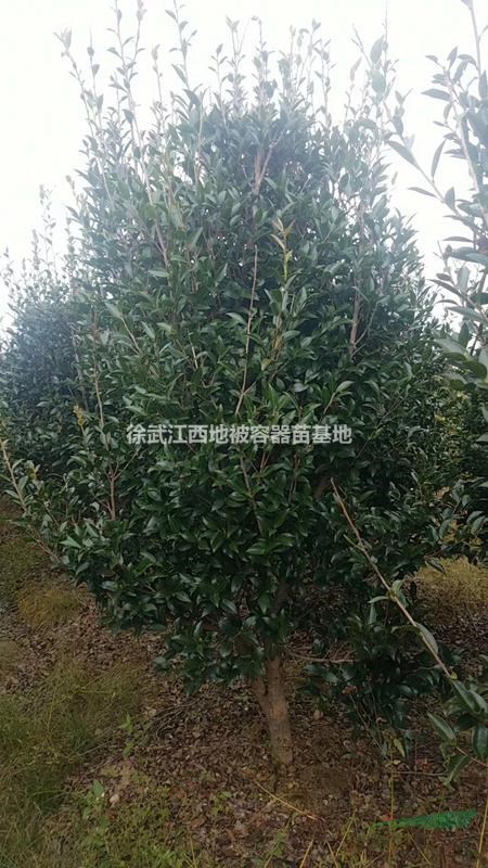 南昌茶梅樹(shù)征收，江西省茶梅柱子低價(jià)處理1300棵田苗；茶梅柱