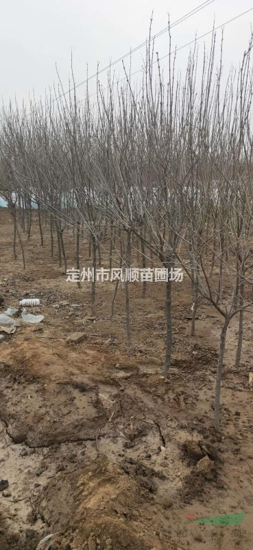 出售獨桿黃花丁香 獨桿黃花丁香基地 獨桿黃花丁香廠家