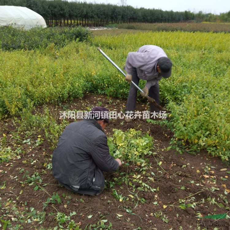 棣棠色塊苗木基地直銷