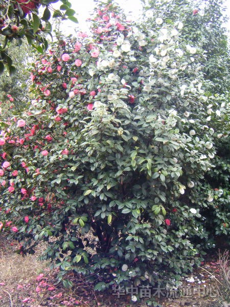 茶花，茶梅，油茶苗