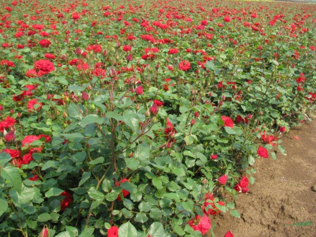 河北豐花月季 豐花月季基地 豐花月季價(jià)格 營(yíng)養(yǎng)杯豐花月季