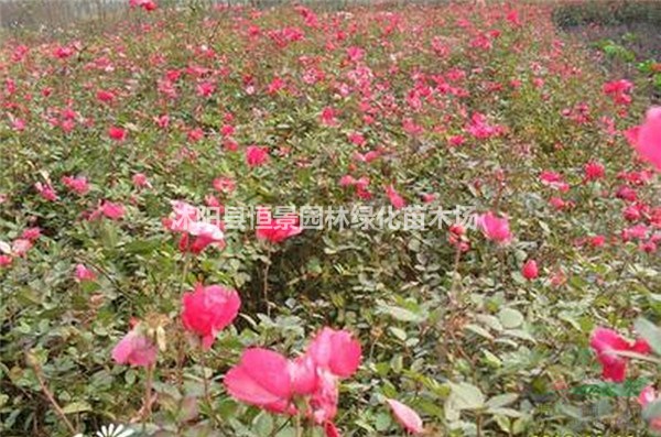 供應(yīng)豐花月季_豐花月季價(jià)格_豐花月季基地直銷