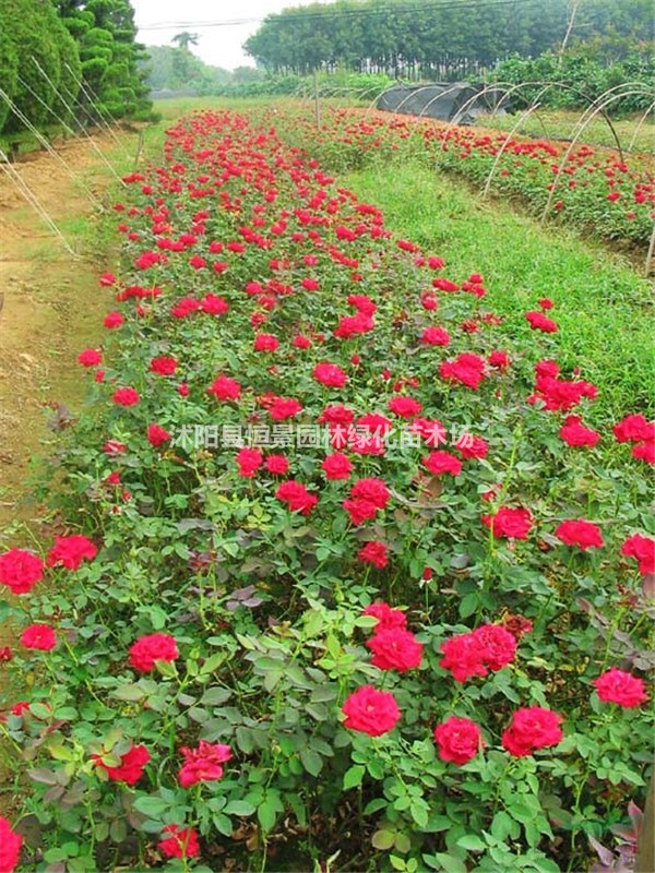 供應(yīng)豐花月季_豐花月季價(jià)格_豐花月季基地直銷