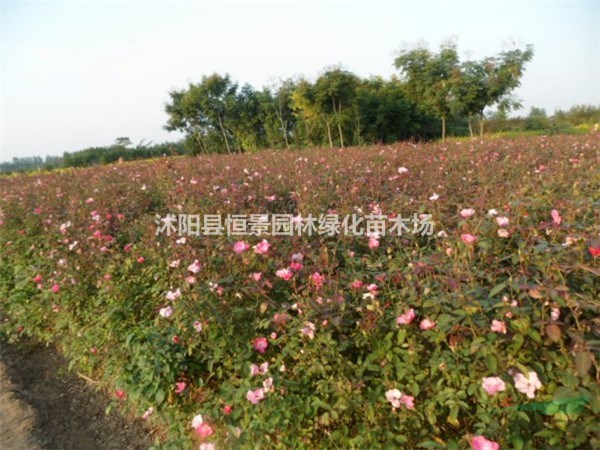 供應(yīng)豐花月季_豐花月季價(jià)格_豐花月季基地直銷