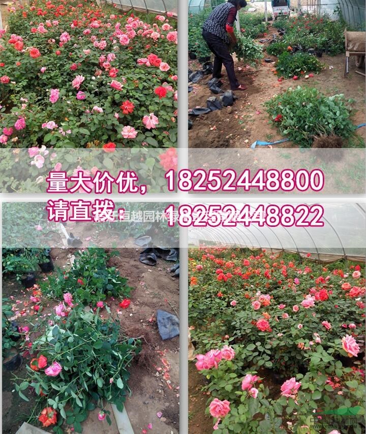 供應(yīng)月季花豐花月季大花月季品種月季紅帽月季綠化工程用苗