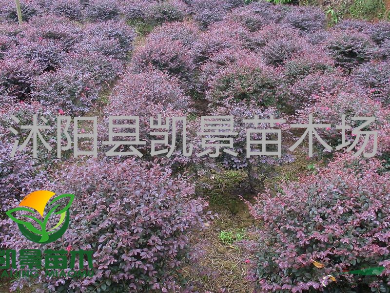 銷售棣棠花，薔薇月季，紅帽月季、藤本月季、豐花月季、曼海母月