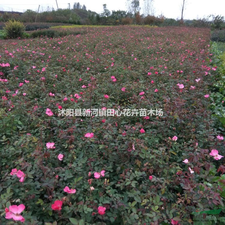 豐花月季基地直銷 苗圃價(jià)格