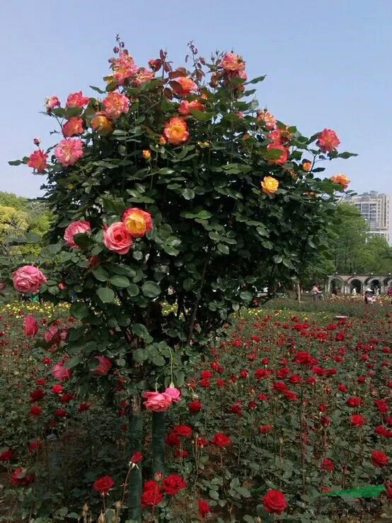 :樹(shù)狀月季，大花月季，豐花月季，盆景月季，藤本月季等月季花類