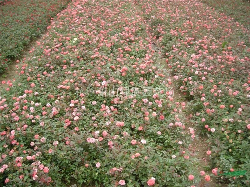 浙江蕭山豐花月季工程苗高度40cm-50cm