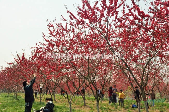 紅葉碧桃小苗 實(shí)地考察 苗圃大量供應(yīng) 紅瑞木價(jià)格