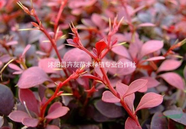 紅葉小檗 花壇 紅葉小檗小苗 紅葉小檗價(jià)格 