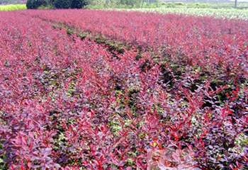 紅葉小檗、紅花草、黃帽月季