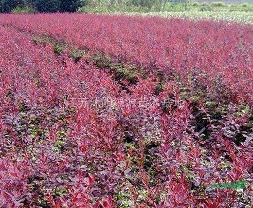 紅葉小檗 紅葉小檗圖片 紅葉小檗報價 紅葉小檗價格