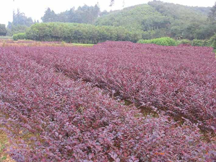 紅葉小檗樹苗，紅葉小檗基地，紅葉小檗價格