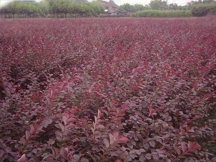 紅葉小檗樹苗，紅葉小檗基地，紅葉小檗價格