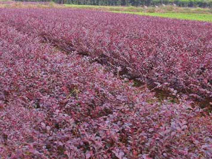 紅葉小檗樹苗，紅葉小檗基地，紅葉小檗價格