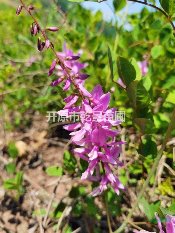 胡枝子，多花胡枝子，粉花胡枝子，胡枝子小苗批發(fā)開(kāi)原市乾景苗圃