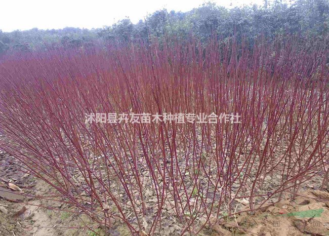 紅王子錦帶小苗 基地出售 紅王子錦帶價格優(yōu)惠