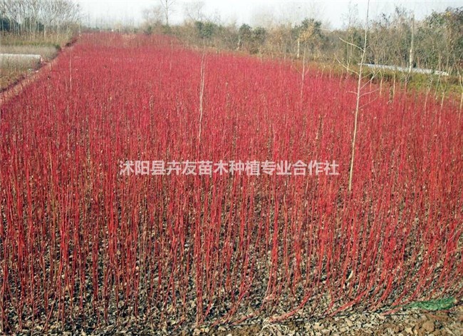 紅王子錦帶小苗 基地出售 紅王子錦帶價格優(yōu)惠