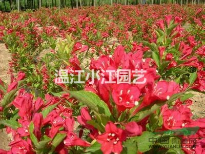 供應四川成都溫江30公分紅王子錦帶小苗杯苗批發(fā)價格行情