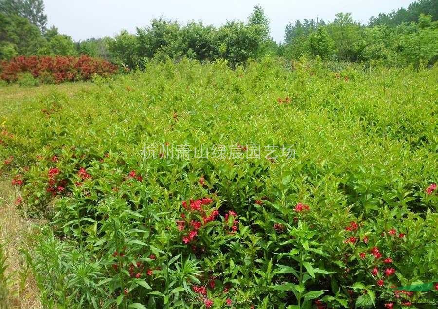 浙江蕭山紅王子錦帶花工程苗高度50cm