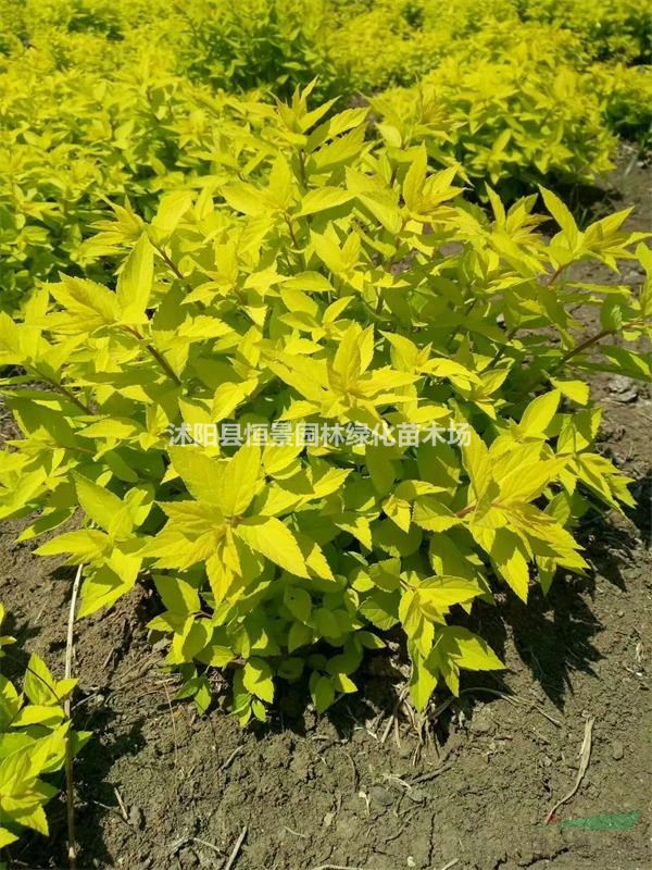 供應(yīng)繡線菊球 金山繡線菊 金焰繡線菊繡線菊球價(jià)格