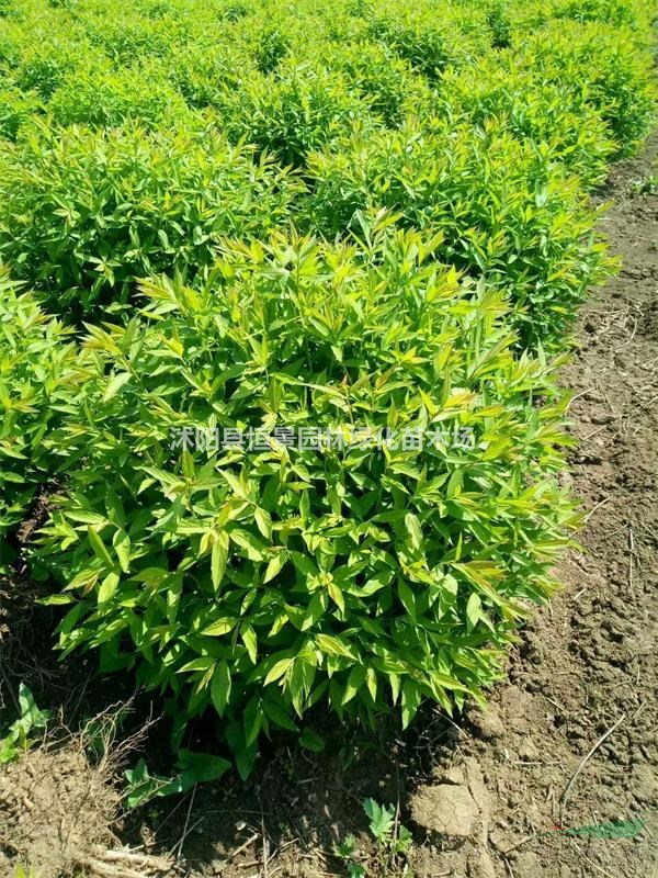 供應(yīng)繡線菊球 金山繡線菊 金焰繡線菊繡線菊球價(jià)格