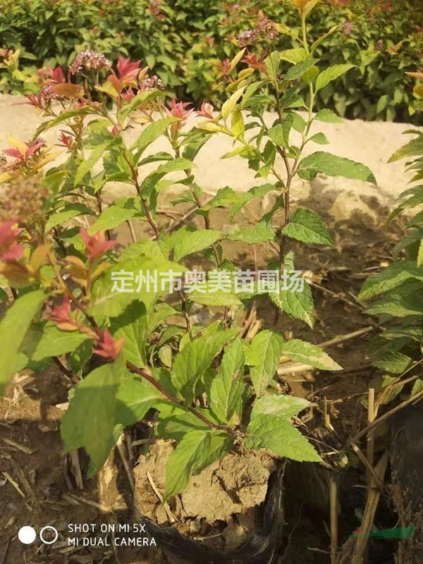 河北定州供應(yīng)20-40公分的帶盆金焰繡線菊50000棵