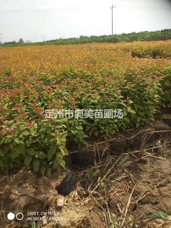 河北定州供應(yīng)20-40公分的帶盆金焰繡線菊50000棵