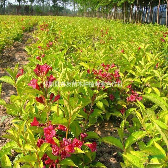 沭陽金葉錦帶 金葉錦帶小苗 苗圃直供