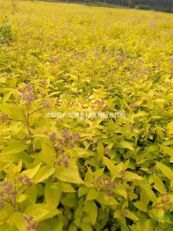 金山繡線菊 盆栽苗 地栽苗 金山繡線菊價(jià)格