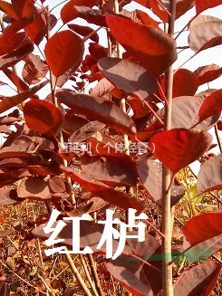 山東諸城供應(yīng)美國(guó)紅櫨