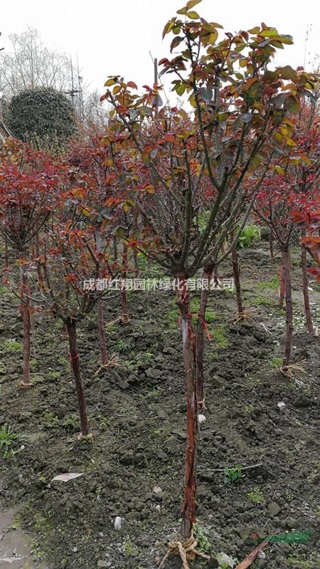 批發(fā)樹型玫瑰玫、樹型玫瑰基地、成都玫瑰樹型價(jià)格